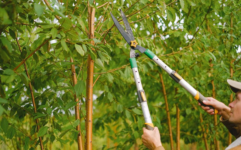 Tree trimming in Drybranch, WV