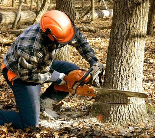Tree Removal in Drybranch, WV